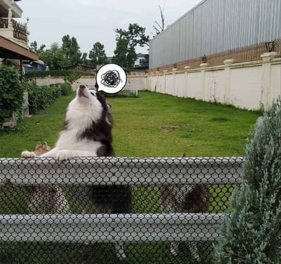Puppy Land Resort 5