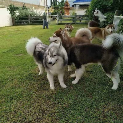 Puppy Land Resort 6