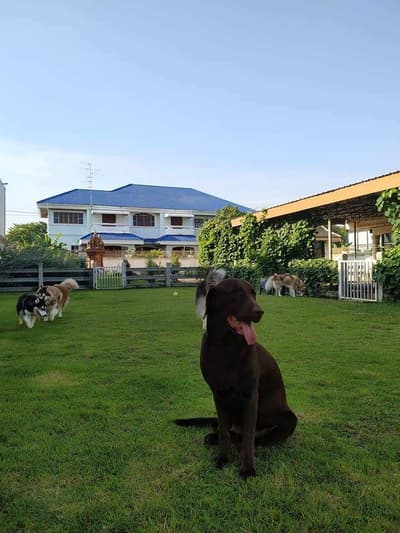 Puppy Land Resort 7