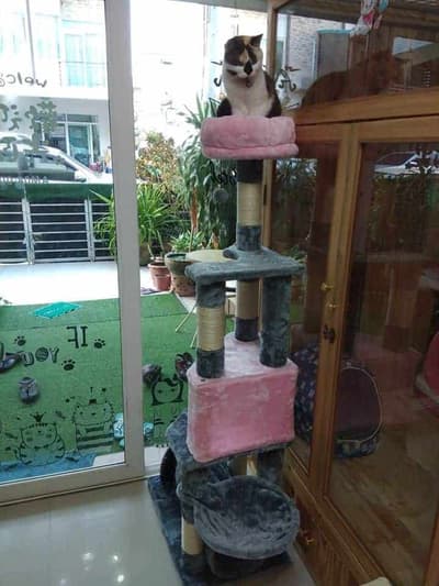 ปริ๊ง ปริ๊ง cat hotel โรงแรมแมว รับฝากแมว 3