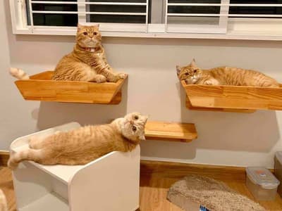 Tigger's House & Cat Hotel ทิคเกอร์เฮ้าส์แอนด์แคทโฮเทล โรงแรมแมว 4