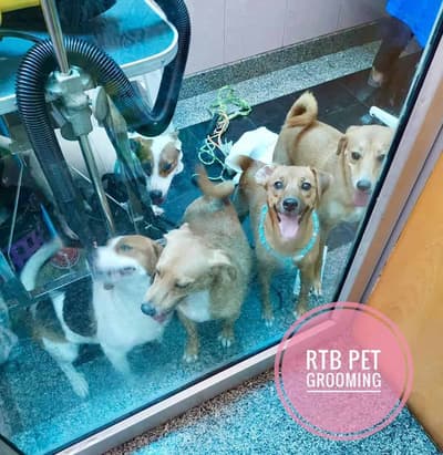 โรงพยาบาลสัตว์รัตนาธิเบศร์ (สุราษฎร์ธานี) RTB Referral Animal Hospital (Suratthani) 5