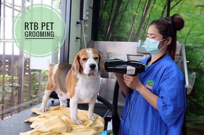 โรงพยาบาลสัตว์รัตนาธิเบศร์ (สุราษฎร์ธานี) RTB Referral Animal Hospital (Suratthani) 9