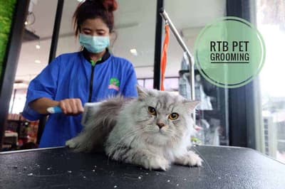 โรงพยาบาลสัตว์รัตนาธิเบศร์ (สุราษฎร์ธานี) RTB Referral Animal Hospital (Suratthani) 8