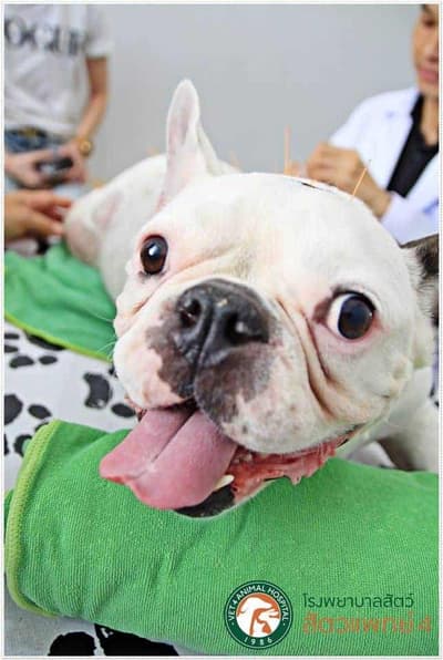 โรงพยาบาลสัตว์สัตวแพทย์ 4 - Vet 4 Animal Hospital 7