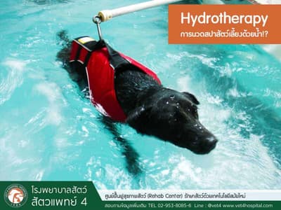 โรงพยาบาลสัตว์สัตวแพทย์ 4 - Vet 4 Animal Hospital 6