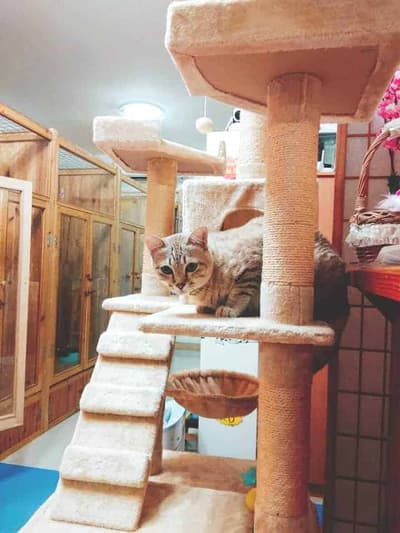 ปริ๊ง ปริ๊ง cat hotel โรงแรมแมว รับฝากแมว 5