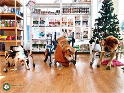 โรงพยาบาลสัตว์สัตวแพทย์ 4 - Vet 4 Animal Hospital 3