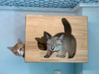 Fuku Cat Hotel 9