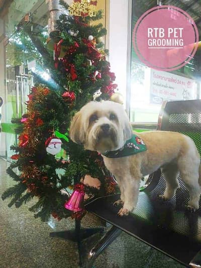 โรงพยาบาลสัตว์รัตนาธิเบศร์ (เกษตรนวมินทร์) RTB Referral Animal Hospital (Kaset-Nawamin) 9