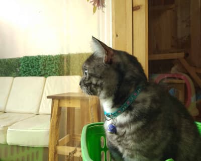ปริ๊ง ปริ๊ง cat hotel โรงแรมแมว รับฝากแมว 6