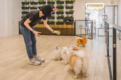 Pet Hotel Bangkok (สุขุมวิท) 7