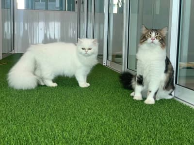 Fuku Cat Hotel 1