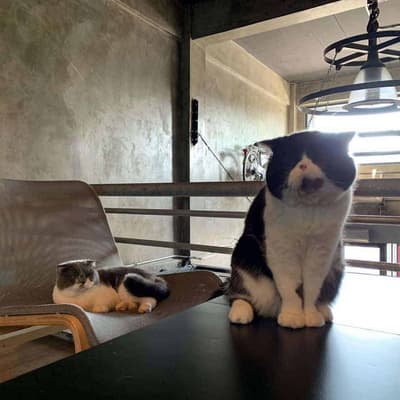 Hoc Beverage Bar & Cat Café 8
