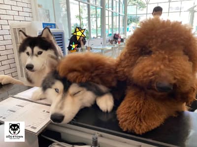 Dog In Town (อารีย์) 8