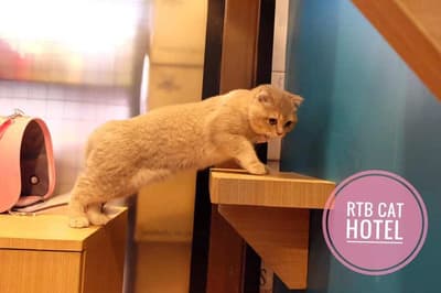 โรงพยาบาลสัตว์รัตนาธิเบศร์ (เกษตรนวมินทร์) RTB Referral Animal Hospital (Kaset-Nawamin) 5