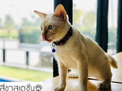 สี่ขาสเตชั่น 8
