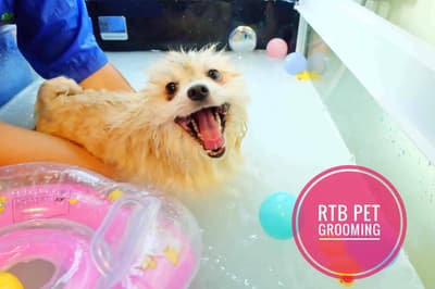 โรงพยาบาลสัตว์รัตนาธิเบศร์ (เกษตรนวมินทร์) RTB Referral Animal Hospital (Kaset-Nawamin) 7