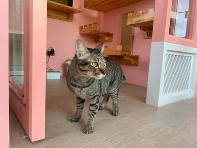 Otete Cat Hotel 6