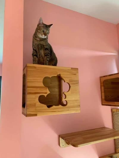 Otete Cat Hotel 7