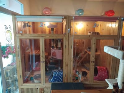 ปริ๊ง ปริ๊ง cat hotel โรงแรมแมว รับฝากแมว 7