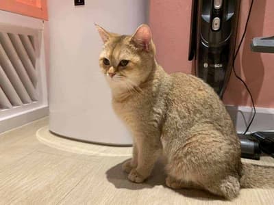 Otete Cat Hotel 4