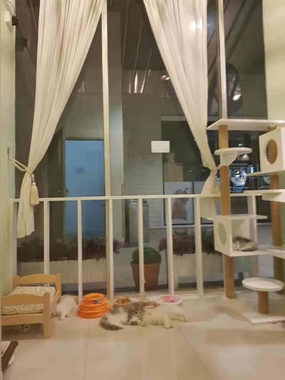 Petsborough Cat Hotel (เพ็ทสโบโร่ แคท โฮเทล) Cat Hotel 1