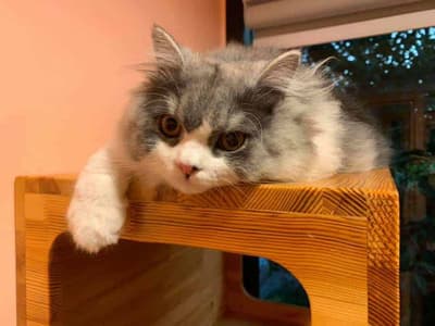 Otete Cat Hotel 5