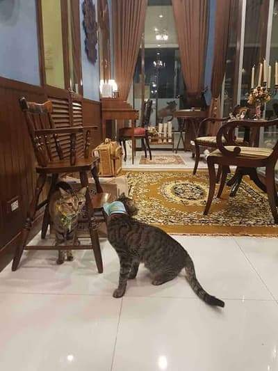 Petsborough Cat Hotel (เพ็ทสโบโร่ แคท โฮเทล) Cat Hotel 2