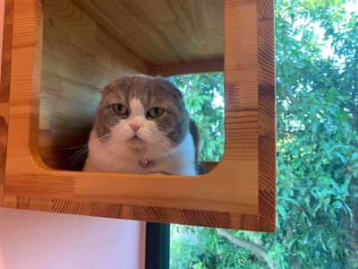 Otete Cat Hotel 2