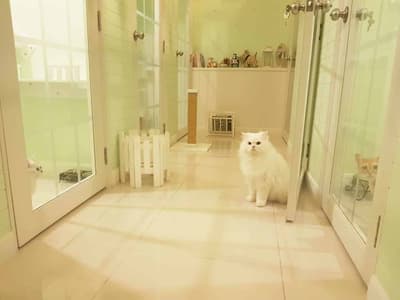 Petsborough Cat Hotel (เพ็ทสโบโร่ แคท โฮเทล) Cat Hotel 3