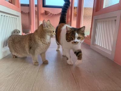 Otete Cat Hotel 3