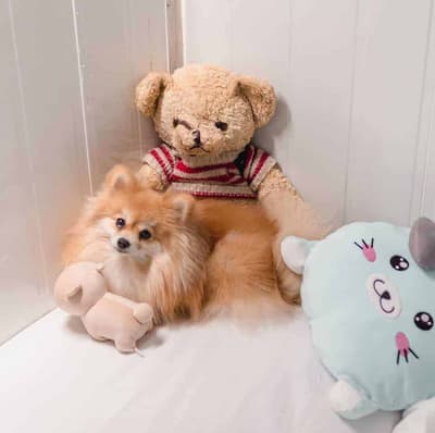 Pet Hotel Bangkok (สุขุมวิท) 5