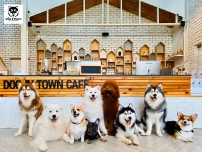 Dog In Town (อารีย์) 9