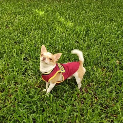 Pet Hotel Bangkok (สุขุมวิท) 3