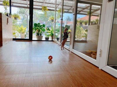 Malee Cat Hotel 7