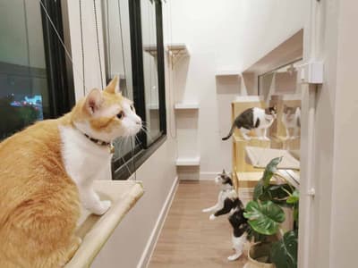 โรงพยาบาลสัตว์เพ็ทเอ็มไพร์ Pet Empire Boutique Pet Hospital 5