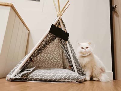 โรงพยาบาลสัตว์เพ็ทเอ็มไพร์ Pet Empire Boutique Pet Hospital 6