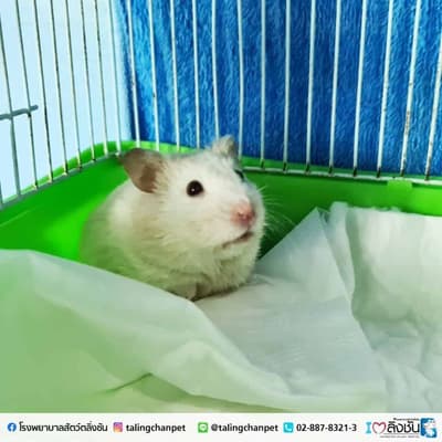 โรงพยาบาลสัตว์ตลิ่งชัน 5