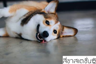 สี่ขาสเตชั่น 1