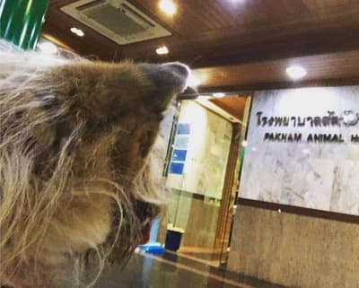 โรงพยาบาลสัตว์ปากน้ำ 3