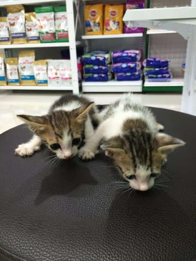 Petconnect (โรงพยาบาลสัตว์เพ็ท คอนเนค) 5