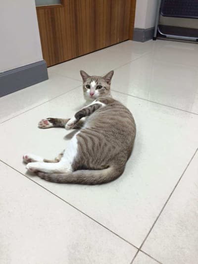 Petconnect (โรงพยาบาลสัตว์เพ็ท คอนเนค) 9