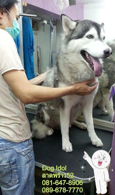 Dog Idol (ลาดพร้าว52) Grooming 1