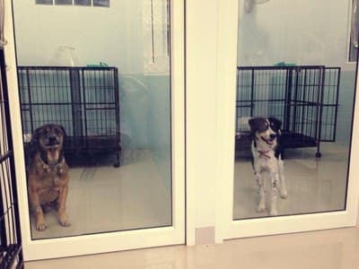 โรงพยาบาลสัตว์เพ็ทโตะ Petto Animal Hospital 9