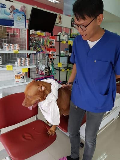 Banyenjai vetclinic (บ้านเย็นใจ คลินิกรักษาสัตว์) 1