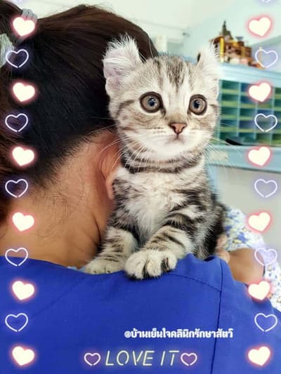 Banyenjai vetclinic (บ้านเย็นใจ คลินิกรักษาสัตว์) 2