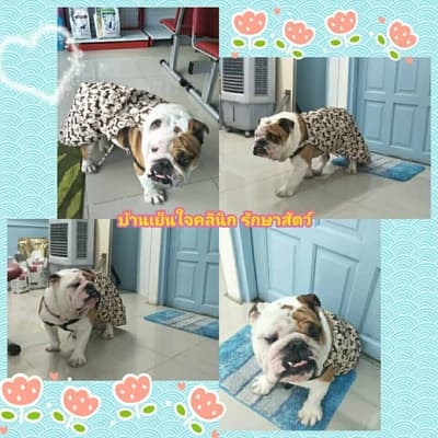Banyenjai vetclinic (บ้านเย็นใจ คลินิกรักษาสัตว์) 3