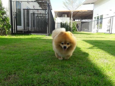 Pet Friends Bangsaen (บางแสน) 1