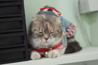 Pet Avenue Animal Hospital (โรงพยาบาลสัตว์เพ็ทอเวนิว) 1